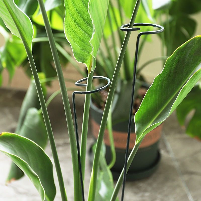 1/10pcs Garden Support Stake R - đánh giá và giá Florist Supply Bulk