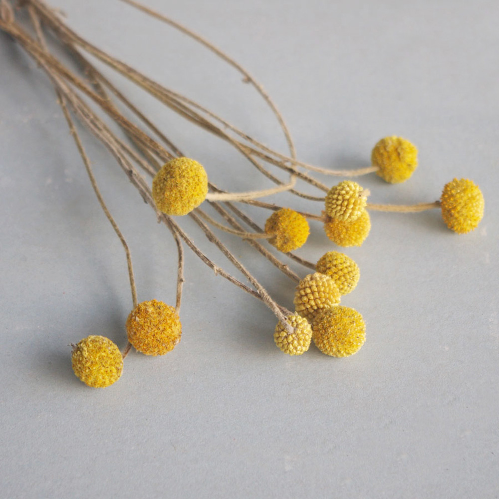 20pcs Natural dried Craspedia  - đánh giá và giá Dried Flower Bunch